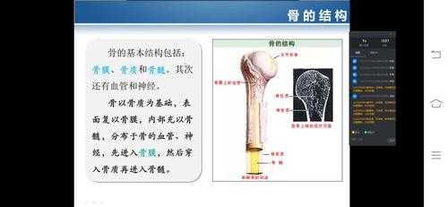 骨的分类和结构（骨的分类?）