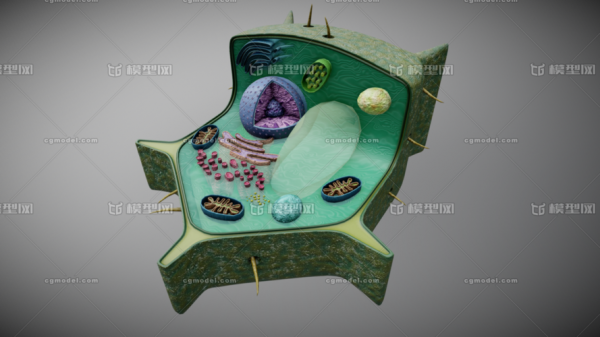 3d结构图（植物细胞3d结构图）