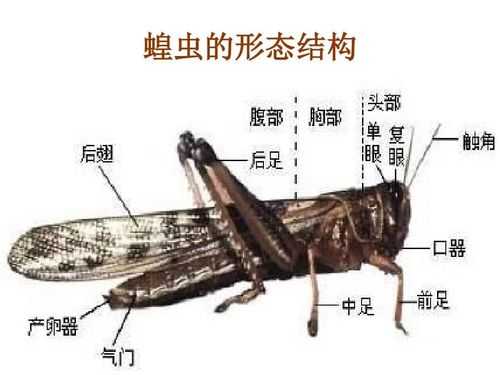 昆虫抗折结构分析（昆虫抗生性名词解释）