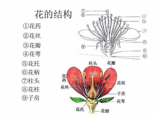 花的外部结构（花的结构由外向内）