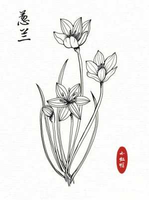 葱兰花结构（葱兰花的简笔画）