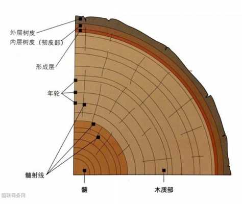 木头的结构特点（木头的组织结构）