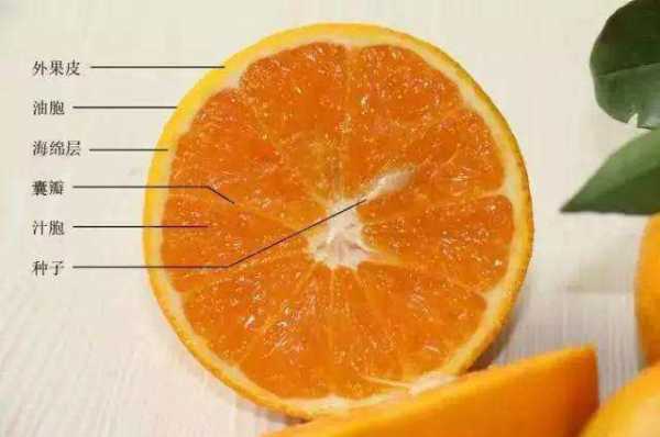 橙子种子结构（橙子种子结构示意图解）