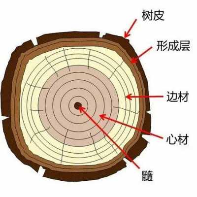 常见底板木材结构（常见底板木材结构形式）