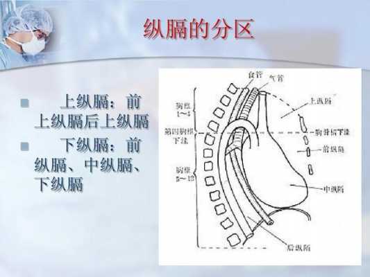 通过膈的结构（膈通过的重要结构及作用）