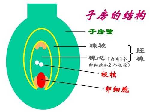 的结构有是什么（的结构组成）