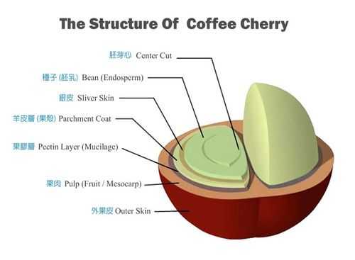 咖啡豆结构图（咖啡豆的结构分别是哪几个部分）