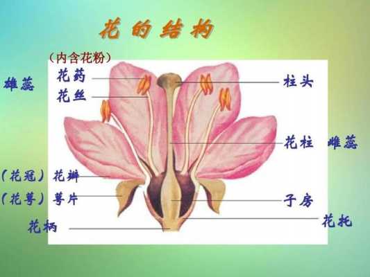 花组成结构（花组成结构 七种）