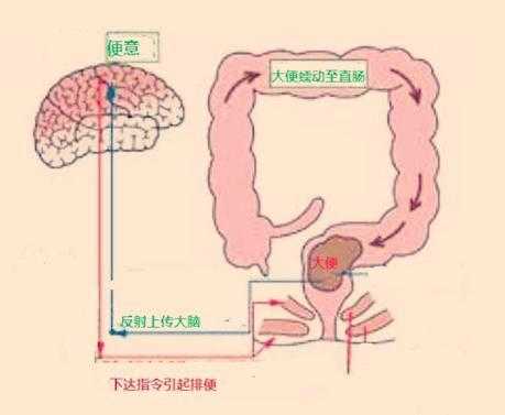 控制排便结构（控制排便活动的部位）