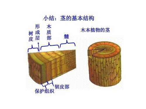 木本植物茎的结构（木本植物茎的结构示意图简笔画）