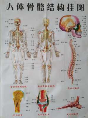 人体骨骼结构与风水（人体的骨骼结构图分布分别是哪些）