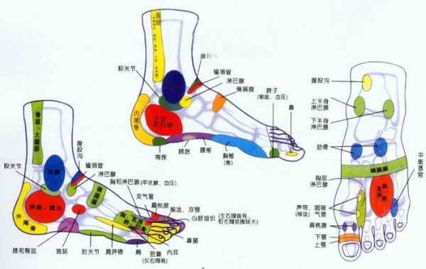 脚后部结构图（脚后的各个部位详细图）