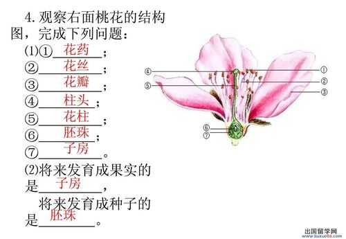 桃花形态结构特征（桃花形态结构图）