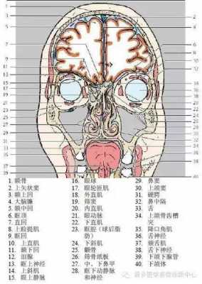 头内结构图（头内部结构图片）