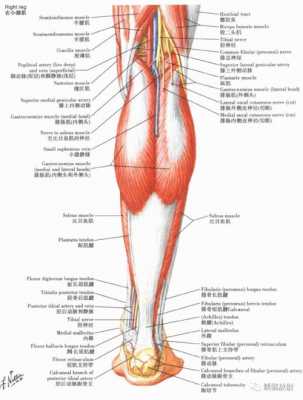 腿结构（腿结构图）