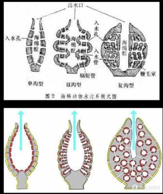 海绵结合结构图（海绵结合结构图片）