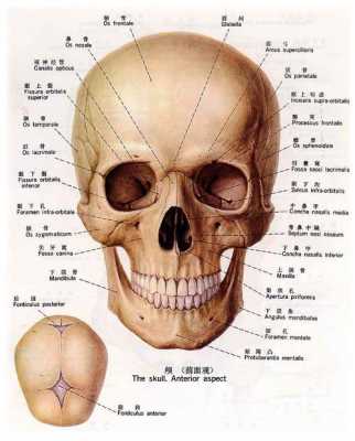 顶部结构图（头骨顶部结构图）