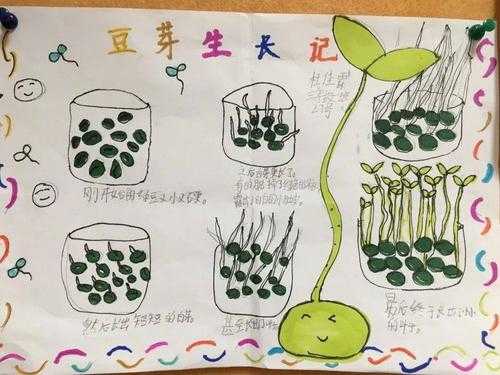 豆芽结构图解（豆芽的解剖图）