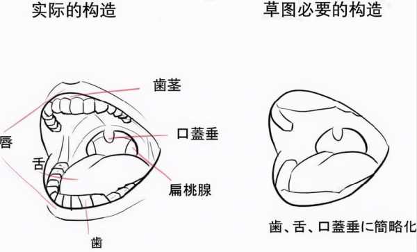 嘴内部结构图（嘴内部图片解析）