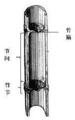 竹子的结构特征（竹子的结构特征有哪些）