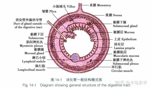 什么是空腔结构（什么叫空腔）