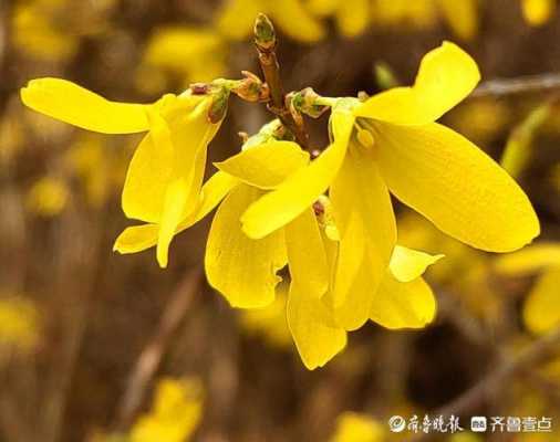 连翘花的结构（连翘花结构解剖图片）