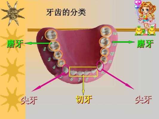 大牙结构（大牙结构完整图片）