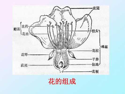 植物花卉结构图（植物花的结构图）