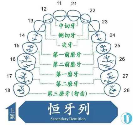 结构分为哪三大类（牙齿结构分为哪三大类）