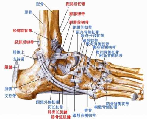 脚后跟结构图（脚后跟的构造示意图屈）