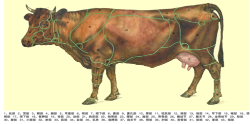公牛结构图（公牛身体结构名称）
