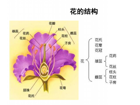 月季花结构图片（月季花的结构示意图）