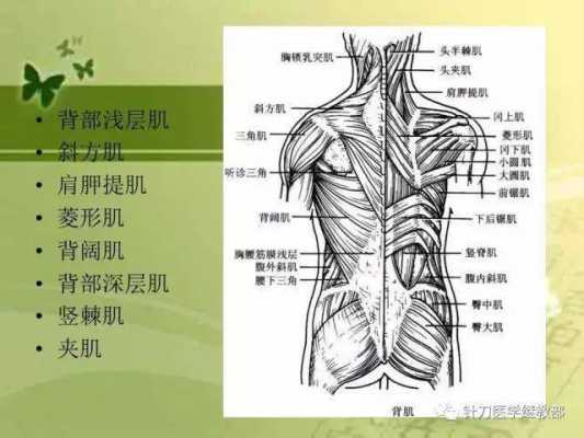 腰部结构图片大全（腰部解剖结构图详解）