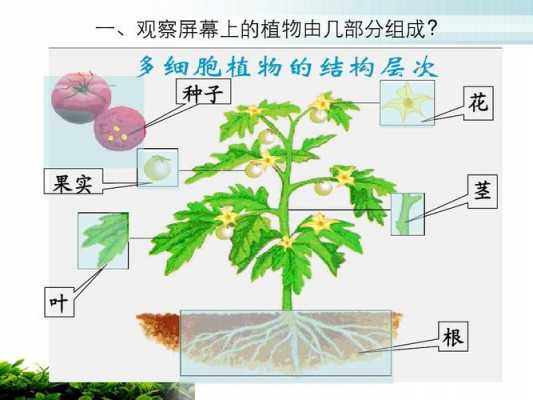 植物结构放大图（植物结构示意图简单）