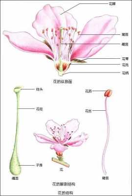 怎样了解花的结构（花的结构解析）