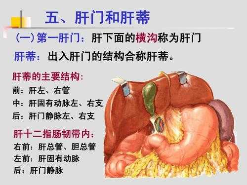 内的结构是什么.（肝门内的结构是什么）