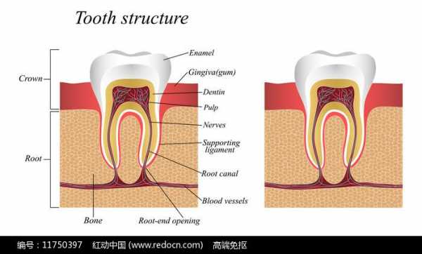 牙齿床结构（牙齿床图片）