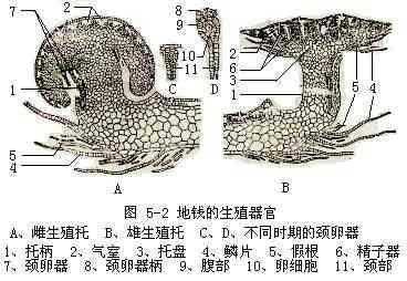 地钱植物结构图（地钱的结构图）