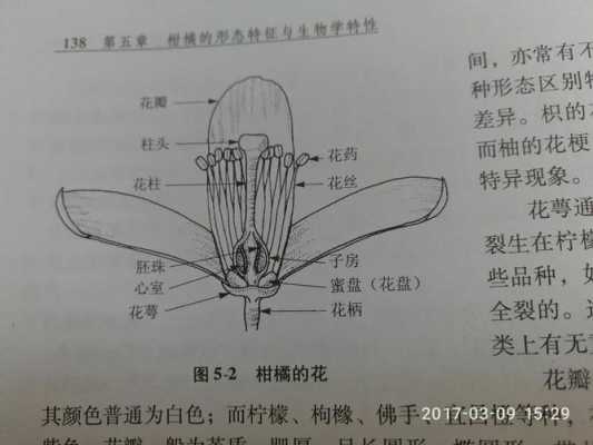 花蕾结构图片（花蕾结构图片大全）