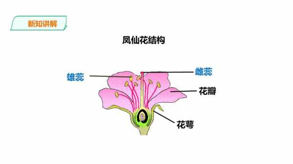 凤仙花种子结构图（凤仙花种子结构示意图）